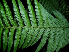 Dryopteris × complexa