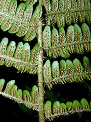 Dryopteris × complexa