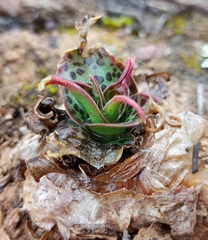 Ledebouria revoluta