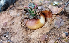 Ledebouria revoluta
