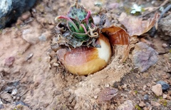 Ledebouria revoluta