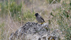 Pycnonotus xanthopygos