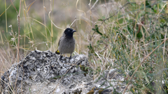 Pycnonotus xanthopygos