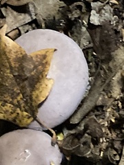 Lepista nuda