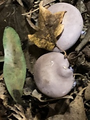 Lepista nuda