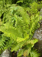 Dryopteris oreades