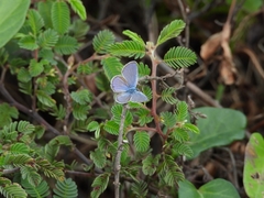 Hemiargus