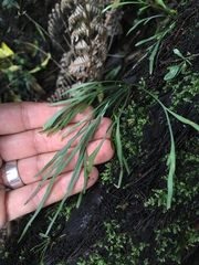 Asplenium flaccidum flaccidum