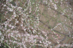 Polygonum equisetiforme
