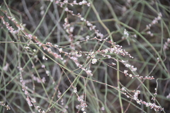 Polygonum equisetiforme