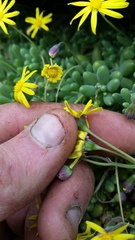 Crassothonna capensis