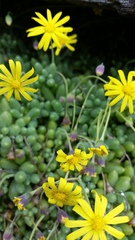 Crassothonna capensis
