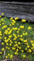 Crassothonna capensis