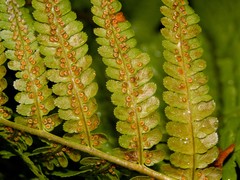 Dryopteris oreades