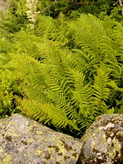 Dryopteris oreades