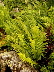 Dryopteris oreades