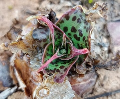 Ledebouria revoluta