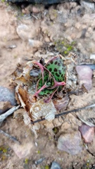 Ledebouria revoluta