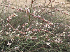 Polygonum equisetiforme