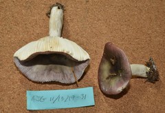 Russula hypofragilis