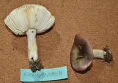 Russula hypofragilis