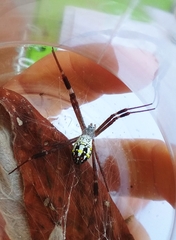Argiope dang