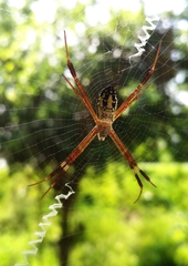 Argiope dang