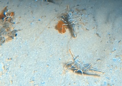 Rhynchocinetes durbanensis