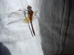 Sympetrum flaveolum