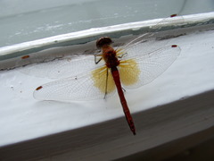 Sympetrum flaveolum