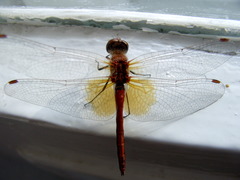 Sympetrum flaveolum