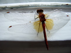 Sympetrum flaveolum