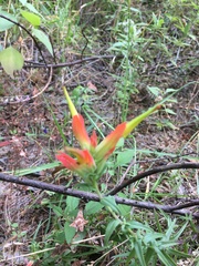 Castilleja tenuiflora
