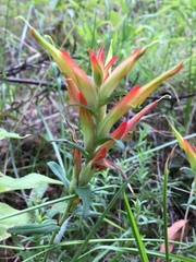 Castilleja tenuiflora