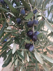 Olea europaea