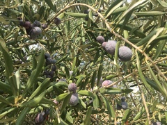 Olea europaea