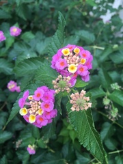 Lantana camara
