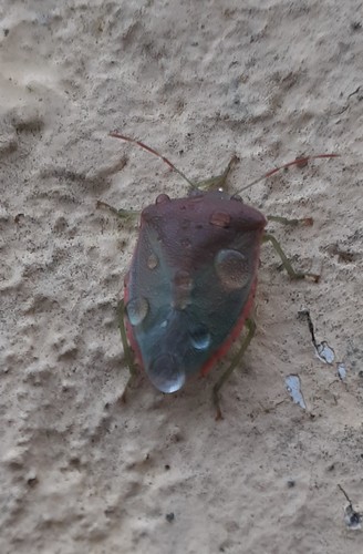 Acrosternum heegeri, 89600 Saint-Florentin, France, photo 4 of 10