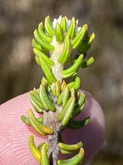 Phylica laevis