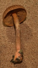 Cortinarius transatlanticus