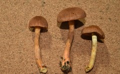 Cortinarius transatlanticus