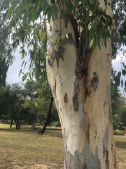 Eucalyptus