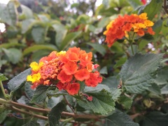 Lantana camara