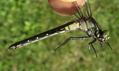 Hylogomphus adelphus