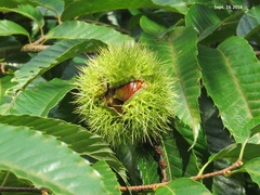 Castanea crenata