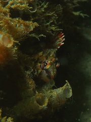 Oxylebius pictus