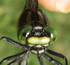 Hylogomphus adelphus
