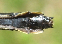 Hylogomphus adelphus