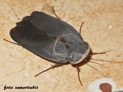 Polyphaga aegyptiaca