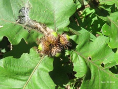 Quercus dentata
